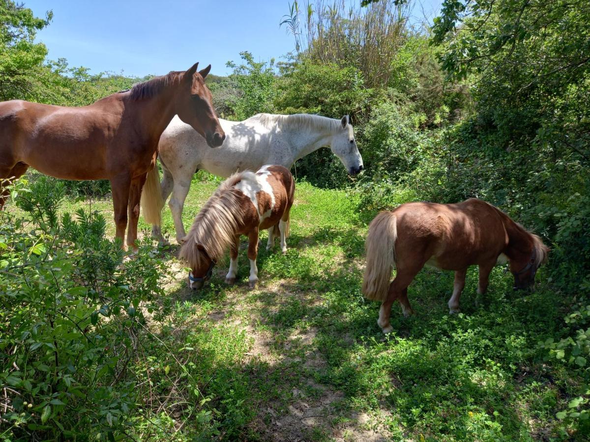 Casinha De Campo- Quintinha Dos Cavalos- Arruda Dos Vinhos Luaran gambar